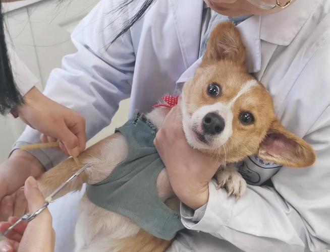 狗绝育手术多少钱？看这篇文章就够了！